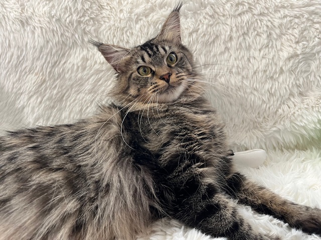 CINO BROWN MAINE COON FEMALE photo 7