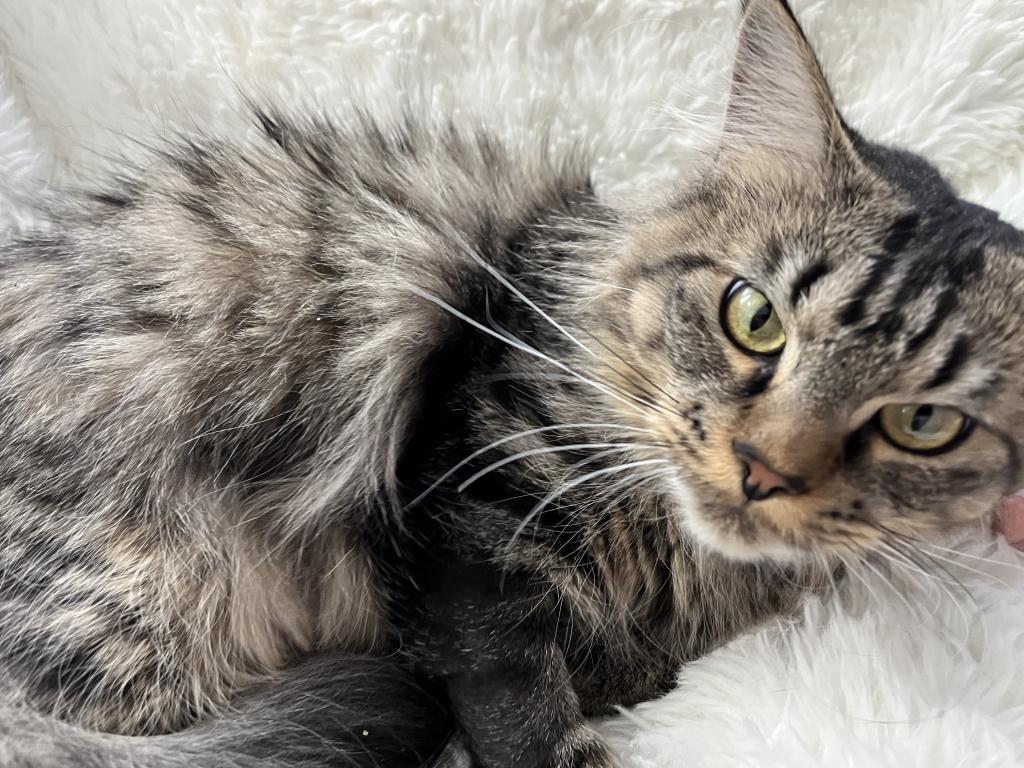 CINO BROWN MAINE COON FEMALE photo 6