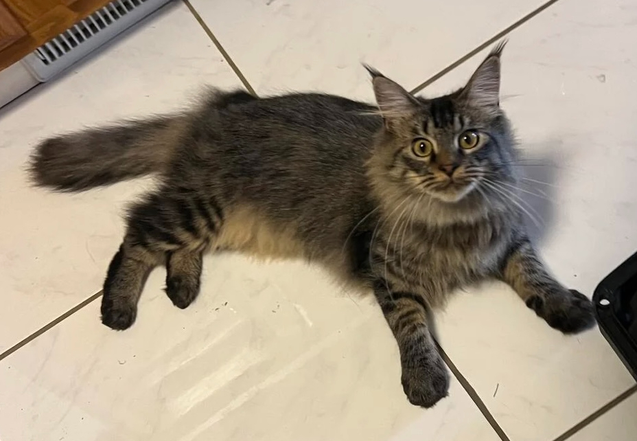 CINO BROWN MAINE COON FEMALE photo 4