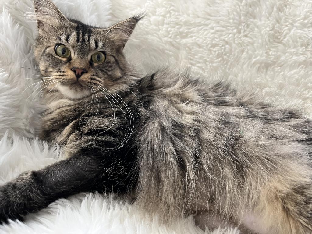 CINO BROWN MAINE COON FEMALE
