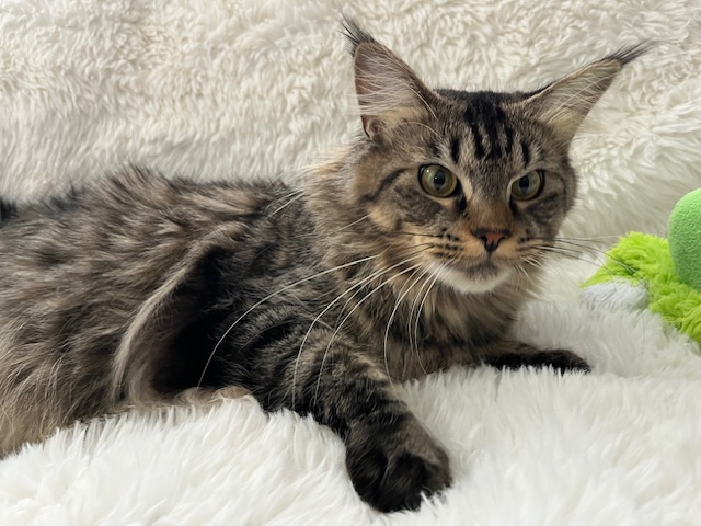 CINO BROWN MAINE COON FEMALE photo 8