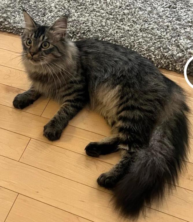 CINO BROWN MAINE COON FEMALE photo 3