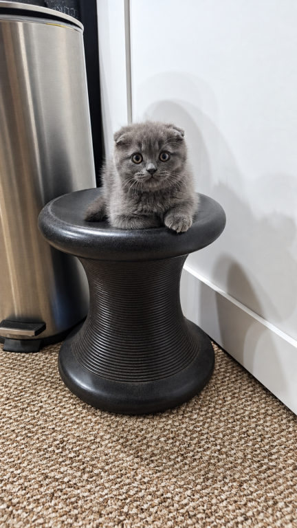 Scottish Fold photo 3