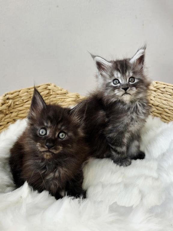Male Mainecoon Kittens