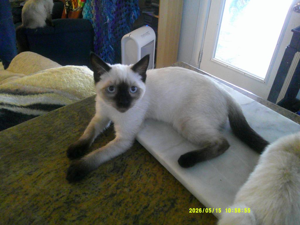 Kitten 2 photo 1
