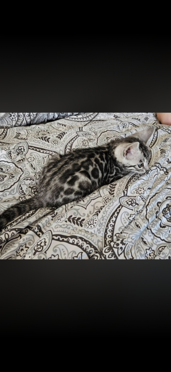 Bengal Kittens photo 11