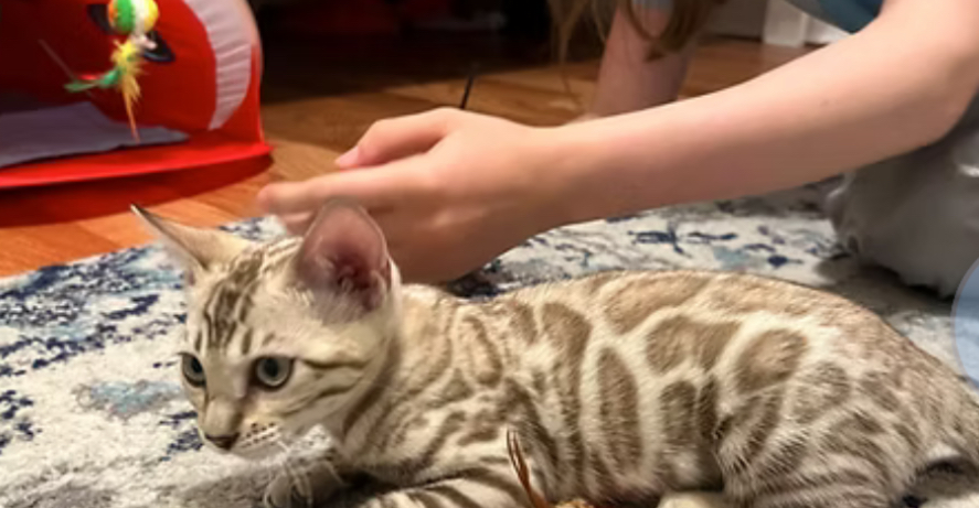 Bengal Kittens photo 8