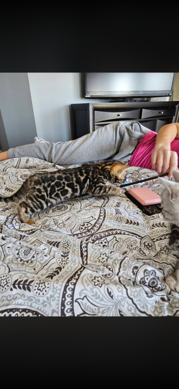 Bengal Kittens photo 13