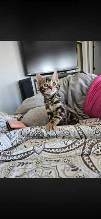 Bengal Kittens photo 20