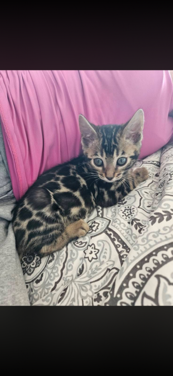 Bengal Kittens photo 19