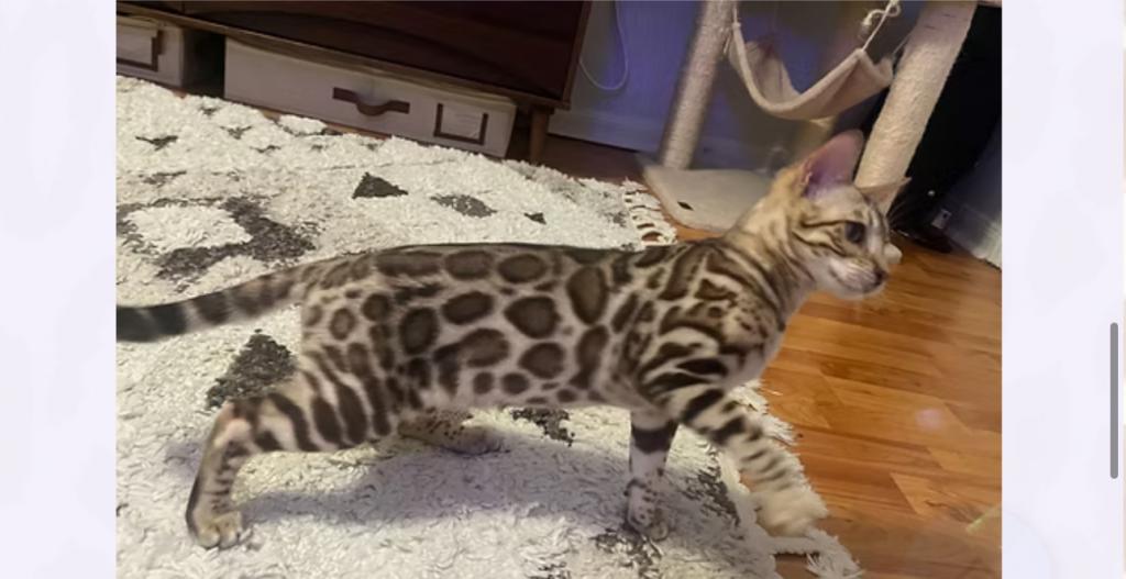 Bengal Kittens photo 2
