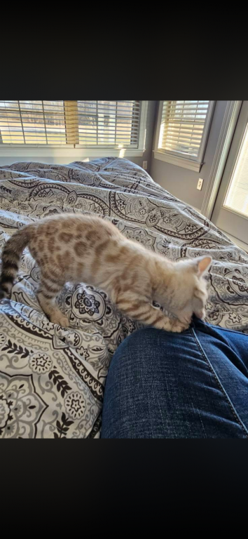 Bengal Kittens photo 14