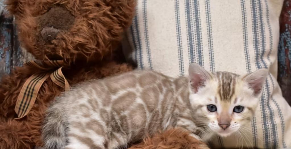 Bengal Kittens photo 10