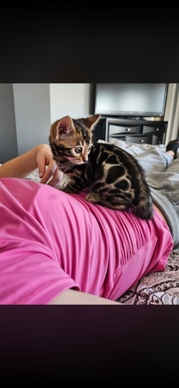 Bengal Kittens photo 9