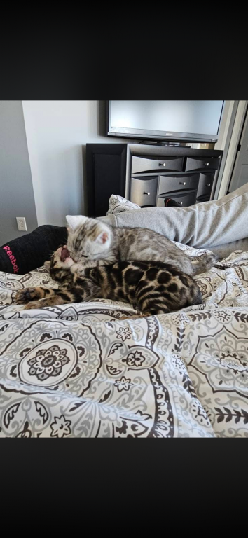Bengal Kittens photo 16