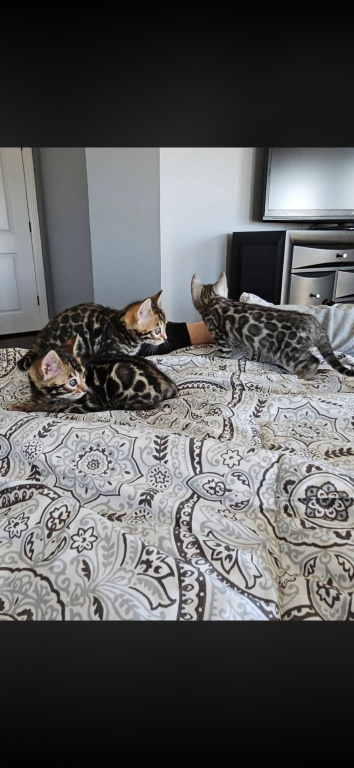 Bengal Kittens photo 15