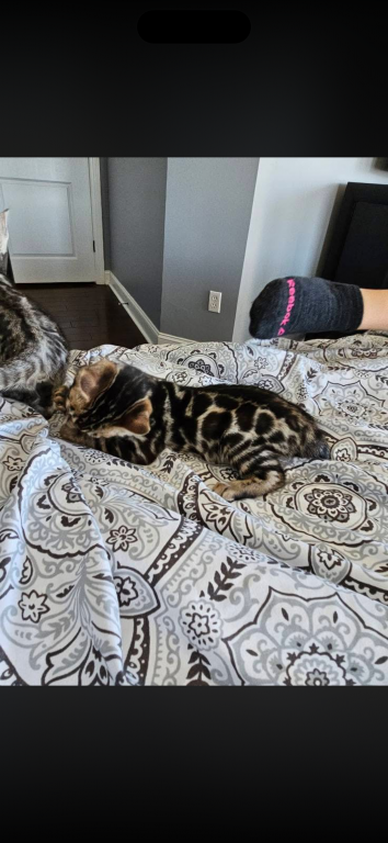 Bengal Kittens photo 12