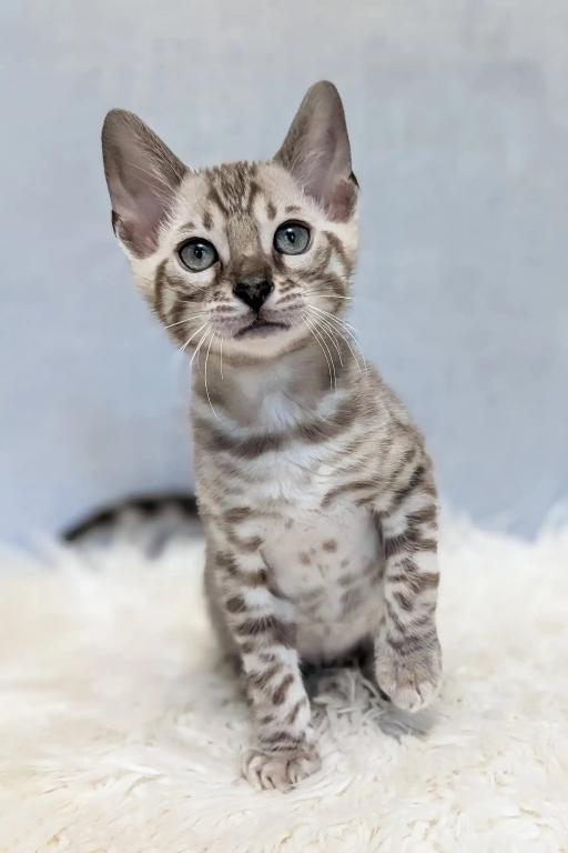 Bengal Kittens photo 7