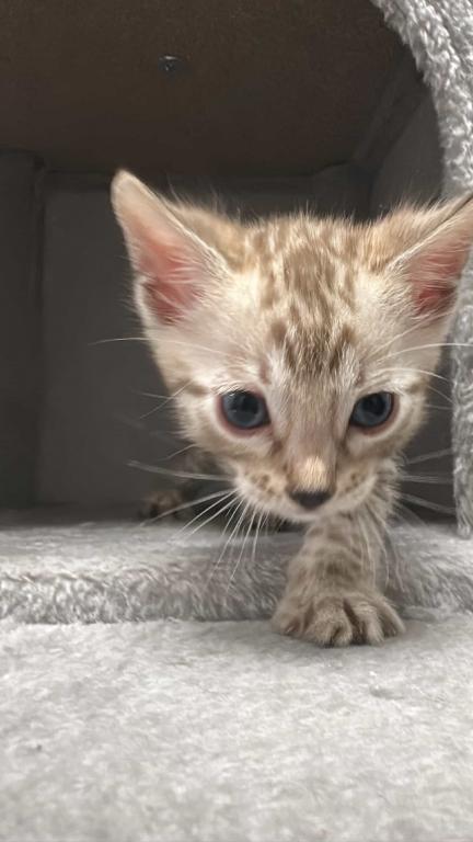 Bengal Kittens photo 4