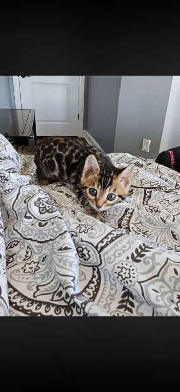 Bengal Kittens photo 17