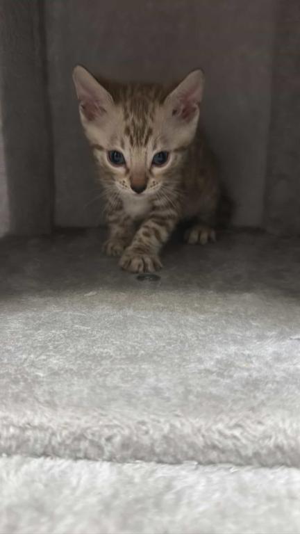 Bengal Kittens photo 5