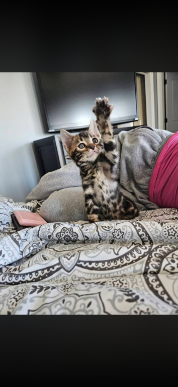 Bengal Kittens photo 1