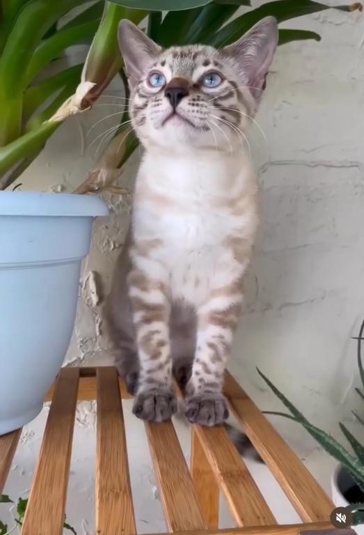Bengal Kittens photo 3