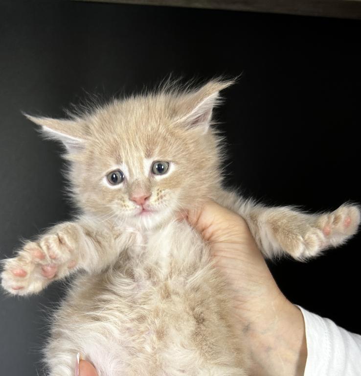 Irish Cream photo 1