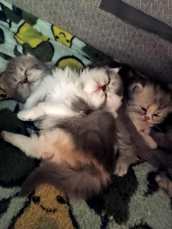 Sundae Scottish Fold photo 5