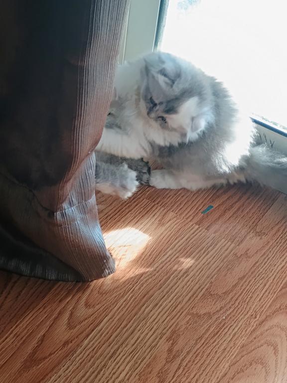 Sundae Scottish Fold photo 7