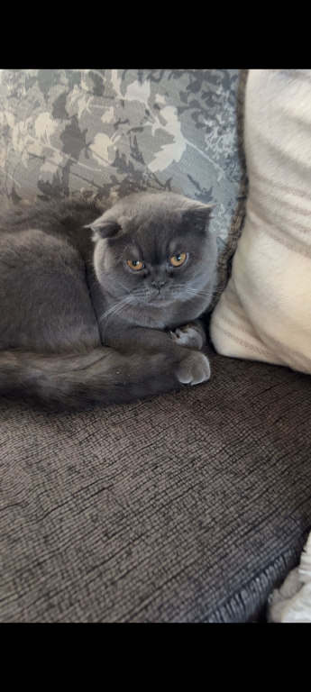Sundae Scottish Fold photo 3