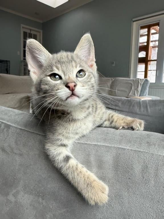 Bodi  Silver F2 Savannah Kitten photo 2