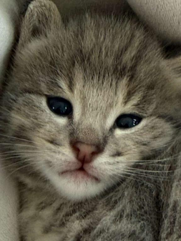 Bodi  Silver F2 Savannah Kitten photo 10