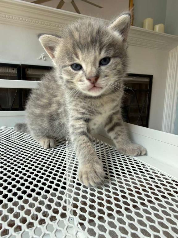 Bodi  Silver F2 Savannah Kitten photo 11
