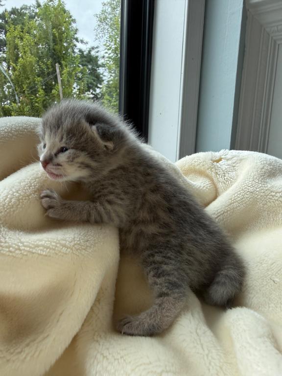Bodi  Silver F2 Savannah Kitten photo 12