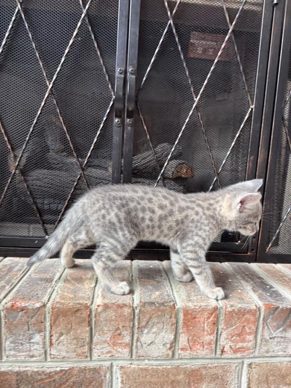 Bodi  Silver F2 Savannah Kitten photo 3