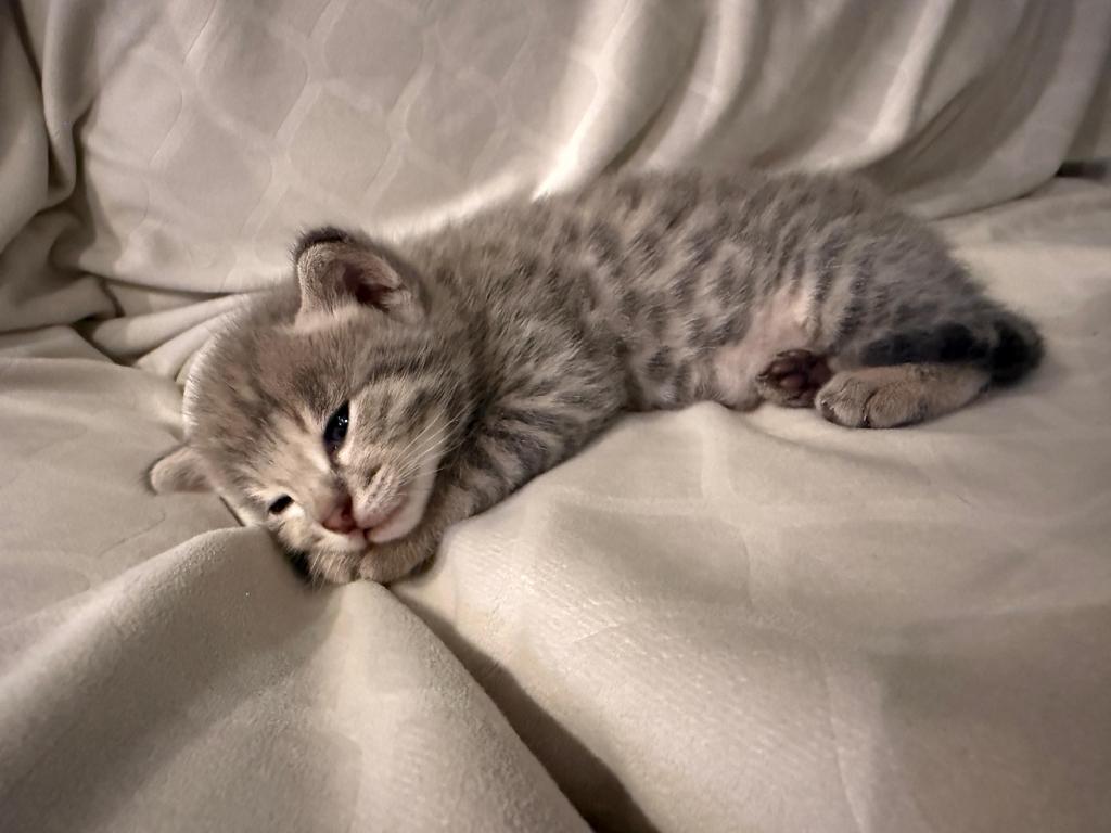 Bodi  Silver F2 Savannah Kitten photo 9
