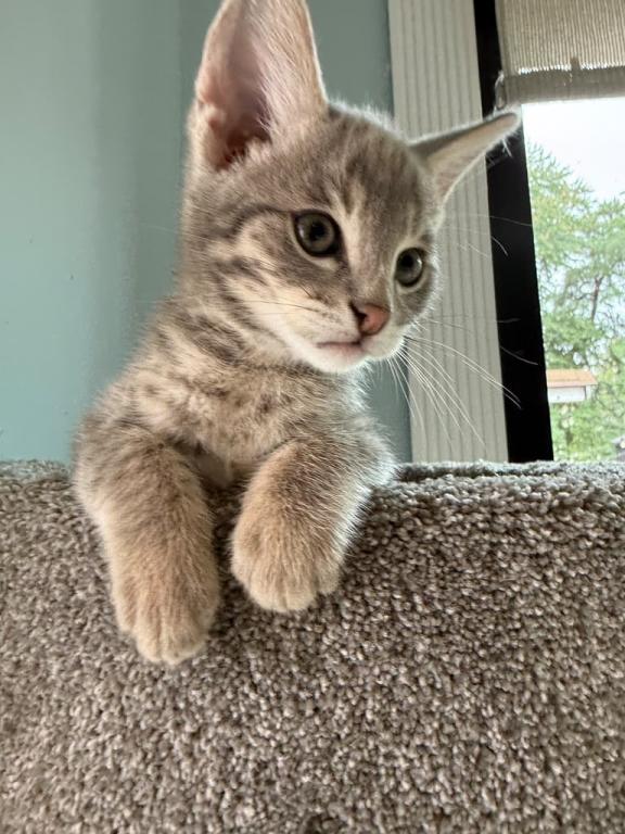 Bodi  Silver F2 Savannah Kitten photo 4