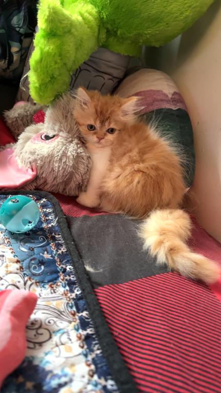 My Orange White Persian Baby Girl photo 4