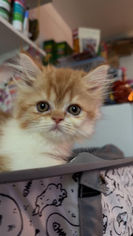 My Orange White Persian Baby Girl photo 3