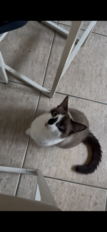 Coco