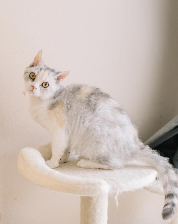 Calico Selkirk Rex Shorthair