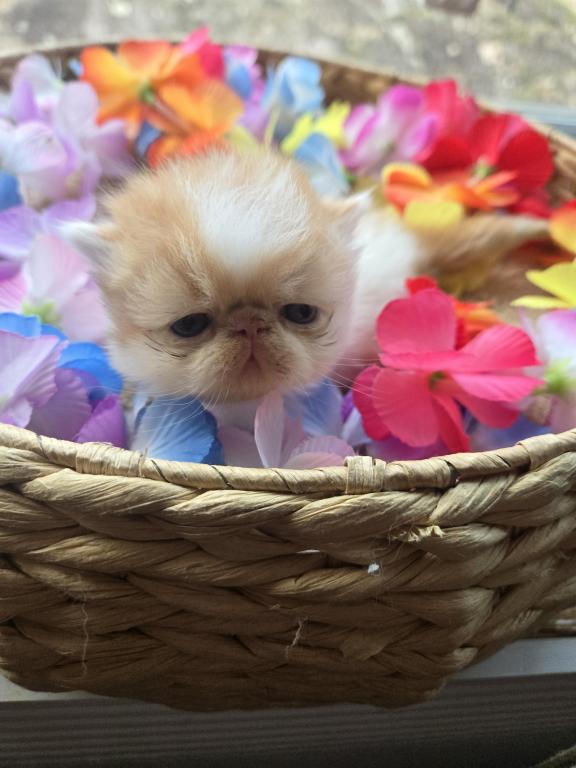 Red White Exotic Shorthair Male Kitten photo 6