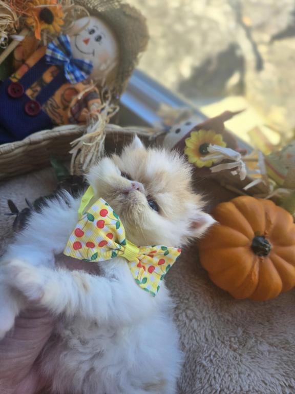 Red White Exotic Shorthair Male Kitten photo 1
