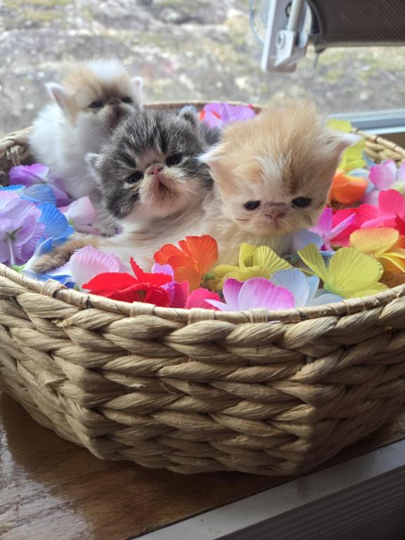 Red White Exotic Shorthair Male Kitten photo 5
