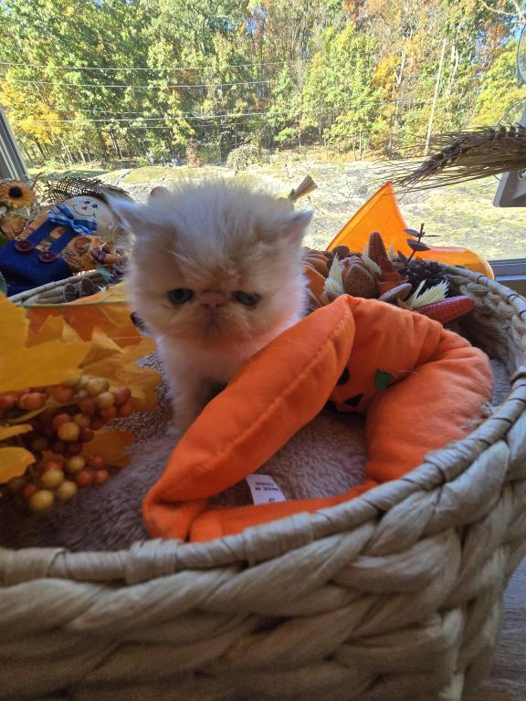 Red White Exotic Shorthair Male Kitten photo 2