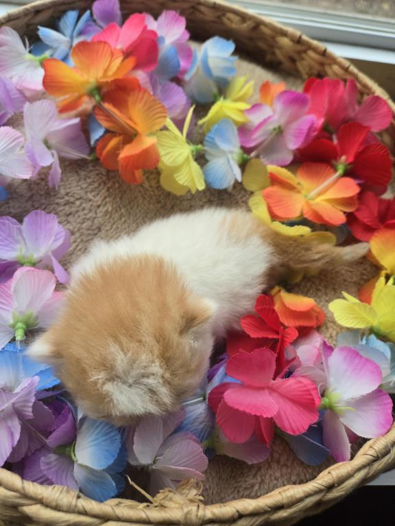 Red White Exotic Shorthair Male Kitten photo 4