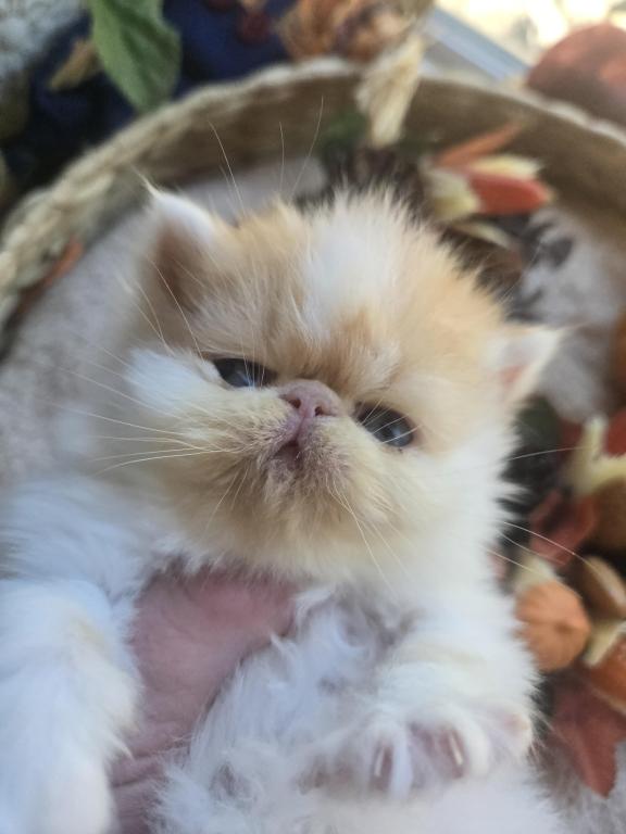 Red White Exotic Shorthair Male Kitten photo 3