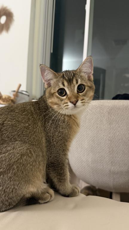 Mochi photo 2