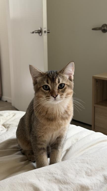 Mochi photo 8
